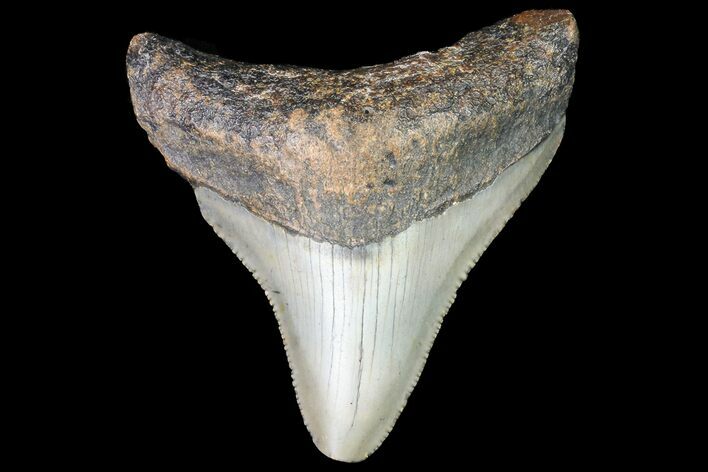 Bargain, Megalodon Tooth - North Carolina #76331